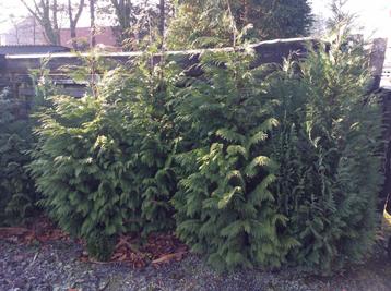Coniferen: grotere en kleinere planten. beschikbaar voor biedingen