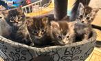 Maine coon kittens (19/09/‘25), Dieren en Toebehoren, Geslacht onbekend, Langharig, 0 tot 2 jaar