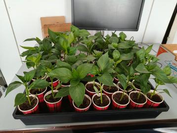 Paprika planten (3st / 1 eur)