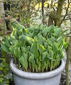 Hosta XL - Hardy - diamètre du pot 50 cm - hauteur 40 cm, Enlèvement, Hiver, Plante fixe