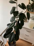 Ficus plant, Ophalen, Ficus, Volledige schaduw, In pot
