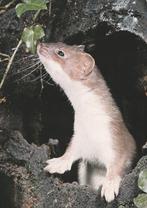 HERMELIJN, Verzamelen, Postkaarten | Dieren, Verzenden, Ongelopen, Wild dier