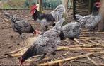 Broedeieren Andalusier, Dieren en Toebehoren, Pluimvee