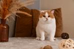 brits korthaar kater, Dieren en Toebehoren, Katten en Kittens | Raskatten | Korthaar, Kater, Gechipt, 3 tot 5 jaar