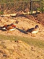 Twee koppels Mandarijneenden, Canard