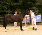Top D-pony, Dieren en Toebehoren, Merrie, B, D pony (1.37m tot 1.48m), 3 tot 6 jaar