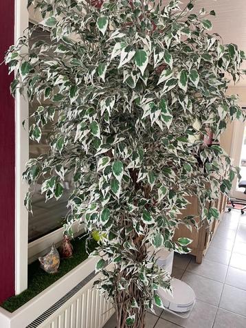 kunstplant ficus beschikbaar voor biedingen