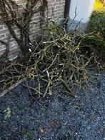 GRATİS  brandhout, Enlèvement, Branches