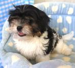 Super leuke Havanezer pups!, Maltezer, 15 weken tot 1 jaar, Buitenland, CDV (hondenziekte)