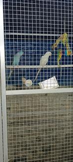 Pour cause de déménagement le prix c'est par le couple, Perruche