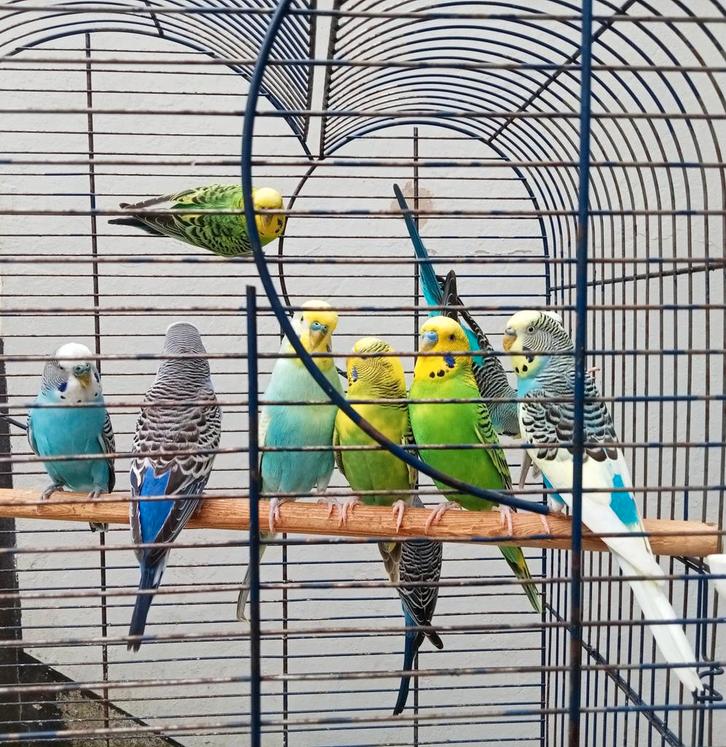 Verschillende parkietenparen in de kleuren, Dieren en Toebehoren, Vogels | Parkieten en Papegaaien, Parkiet, Meerdere dieren