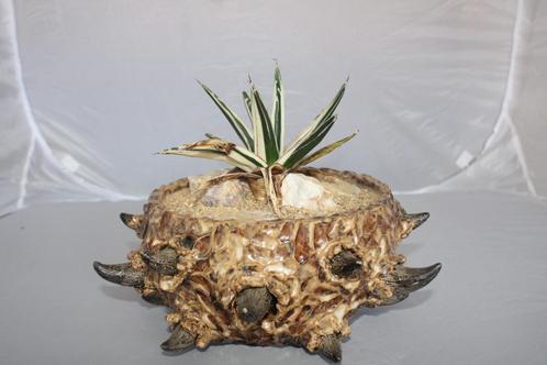 Agave vic reg white rhino, Huis en Inrichting, Kamerplanten, Vetplant, Minder dan 100 cm, Groene kamerplant, Volle zon, Ophalen of Verzenden