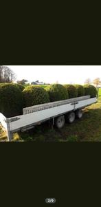Buxus bollen 1,20 meter., Tuin en Terras, Ophalen of Verzenden, Buxus