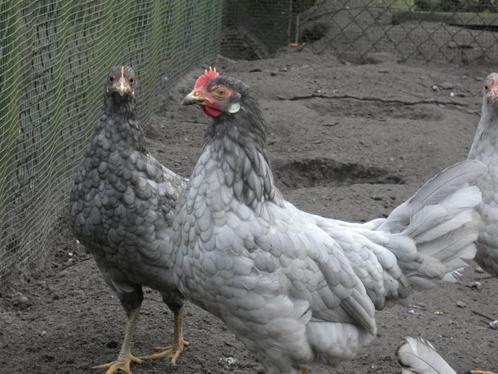 jonge leghorn hennen blauw en grijs, Dieren en Toebehoren, Pluimvee, Kip, Vrouwelijk