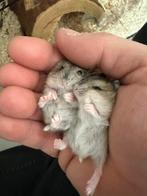 Hamsters geboren op 15/07/2025, Dieren en Toebehoren, Knaagdieren, Juli, Meerdere dieren, Hamster
