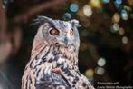 🦅 Stage fauconnerie – Expérience unique avec les rapaces 🦅, Ophalen, Nieuw