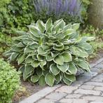 Gratis hosta, Tuin en Terras, Planten | Tuinplanten, Vaste plant, Halfschaduw, Zomer, Ophalen