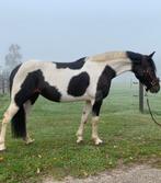 Knappe allround recreatie merrie, Dieren en Toebehoren, Merrie, Ontwormd