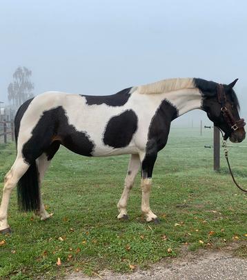 Knappe allround recreatie merrie beschikbaar voor biedingen