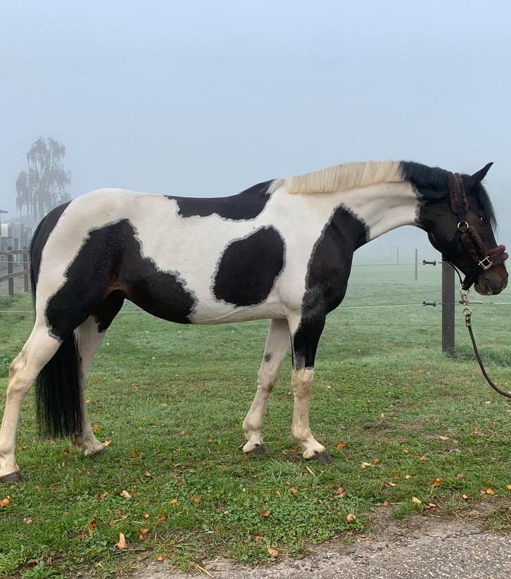 Knappe allround recreatie merrie, Dieren en Toebehoren, Paarden, Merrie, Ontwormd