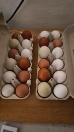 Eieren uit vrije loop, Dieren en Toebehoren