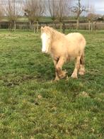 Prachtig dubbel Cream tinker jaarling, Dieren en Toebehoren, Niet van toepassing, 0 tot 2 jaar, Hengst, Gechipt