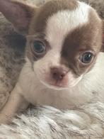 Prachtige reutje, Dieren en Toebehoren, Honden | Chihuahua's en Gezelschapshonden, CDV (hondenziekte), België, Fokker | Hobbymatig