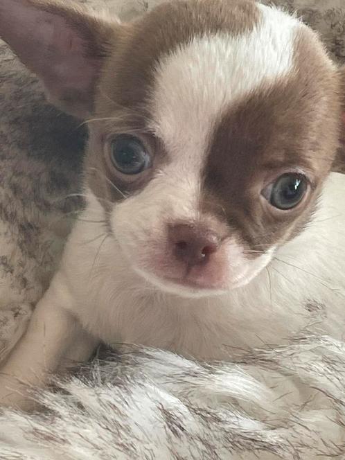 Prachtige reutje, Dieren en Toebehoren, Honden | Chihuahua's en Gezelschapshonden, Reu, Chihuahua, Fokker | Hobbymatig, Meerdere
