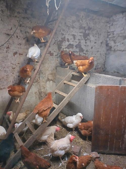 Legkippen Brakel, Dieren en Toebehoren, Pluimvee