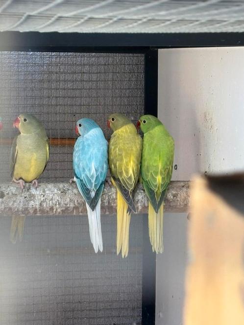 Halsbandparkieten, Dieren en Toebehoren, Vogels | Parkieten en Papegaaien, Geringd