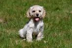 Amerikaanse Cocker Spaniël pups te koop - Ouders aanwezig, Dieren en Toebehoren, België, CDV (hondenziekte), 8 tot 15 weken, Meerdere