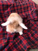 Konijn dwergkonijn ndh hangoortjes