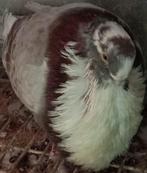 Meerdere Canaria kroppers te koop, Dieren en Toebehoren, Meerdere dieren, Kropper