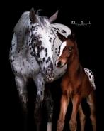 Bijzondere merrieveulen!, Dieren en Toebehoren, Paarden, Merrie, Springpaard, Gechipt, 0 tot 2 jaar