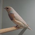 Zilver lilaborst man gouldamadine, Dieren en Toebehoren, Vogels | Overige Vogels, Mannelijk, Tropenvogel, Geringd