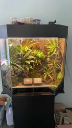 Dutch Rana showpaludarium, Dieren en Toebehoren, Ophalen, Zo goed als nieuw, Terrarium of Paludarium