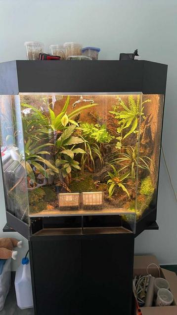 Paludarium Dutch Rana Show, Enlèvement, Comme neuf, Terrarium ou Paludarium