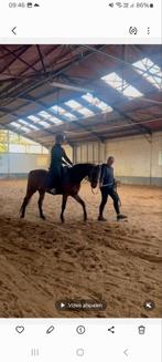 C pony ruin 11 jaar, Dieren en Toebehoren, Minder dan 160 cm, Gechipt, Ruin, Zadelmak