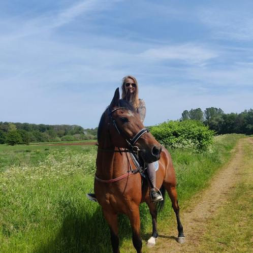 Draver te koop, Dieren en Toebehoren, Paarden, Ruin