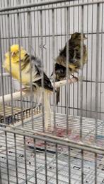 Postuur canari, Dieren en Toebehoren