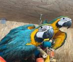Blauwgele ara, Dieren en Toebehoren, Meerdere dieren, Papegaai, Geringd