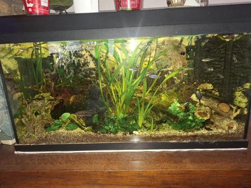 Gezocht ; Platy's - Zwaarddragers enz.... !!!., Dieren en Toebehoren, Vissen | Aquariumvissen, Zoetwatervis, Vis