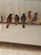 Mexicaanse roodmus, Dieren en Toebehoren