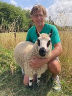kerry hill jonge ooien geboren 2025, Dieren en Toebehoren, Vrouwelijk, Schaap, 0 tot 2 jaar