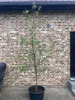 Appelboom Cox Orange, Ophalen, Lente, In pot, Appelboom