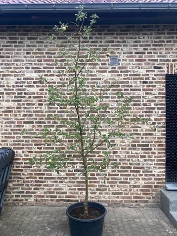 Appelboom Cox Orange beschikbaar voor biedingen