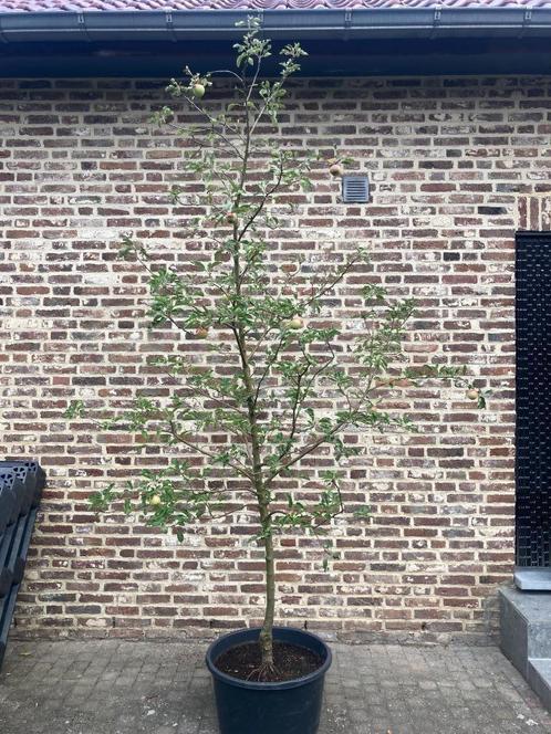 Appelboom Cox Orange, Tuin en Terras, Planten | Fruitbomen, Appelboom, 250 tot 400 cm, Lente, In pot, Ophalen