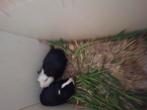 Cuy, Dieren en Toebehoren, Knaagdieren, April, Mannelijk, Cavia
