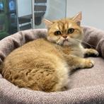 "Stella" Britse Korthaar Chinchilla Gold kattin - te koop, Dieren en Toebehoren, Poes, Gechipt, 0 tot 2 jaar