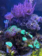 Zeeaquarium 350 liter met inhoud, Dieren en Toebehoren, Ophalen of Verzenden, Zo goed als nieuw, Gevuld zeewateraquarium